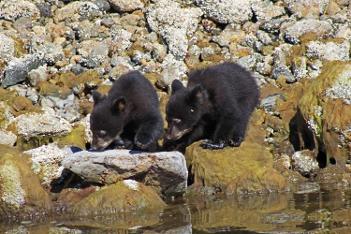 Black Bear Cubs