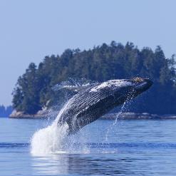 Humpback Whale Tofino