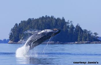 Breaching Whale